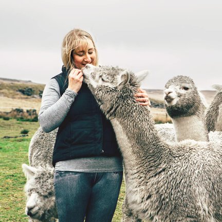 Alpacas i de brittiska Pennines med kvinnlig gångguide.